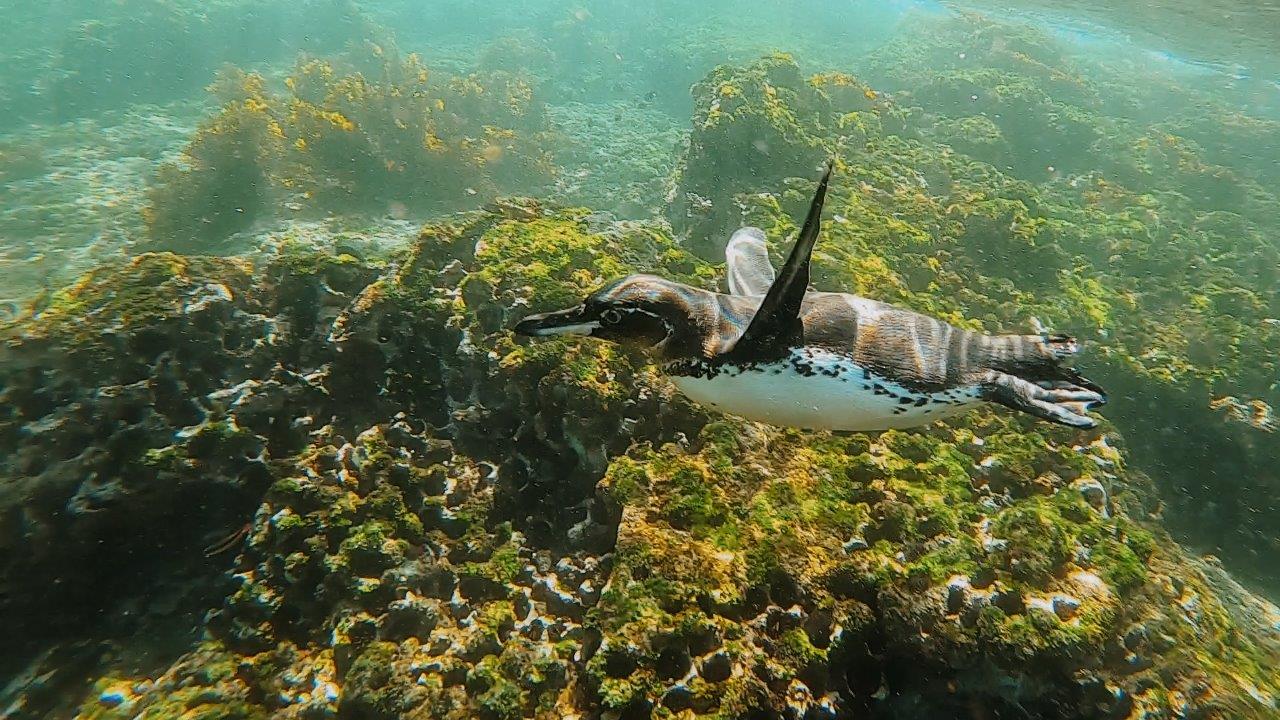 jana meerman snorkelling galapagos (6)