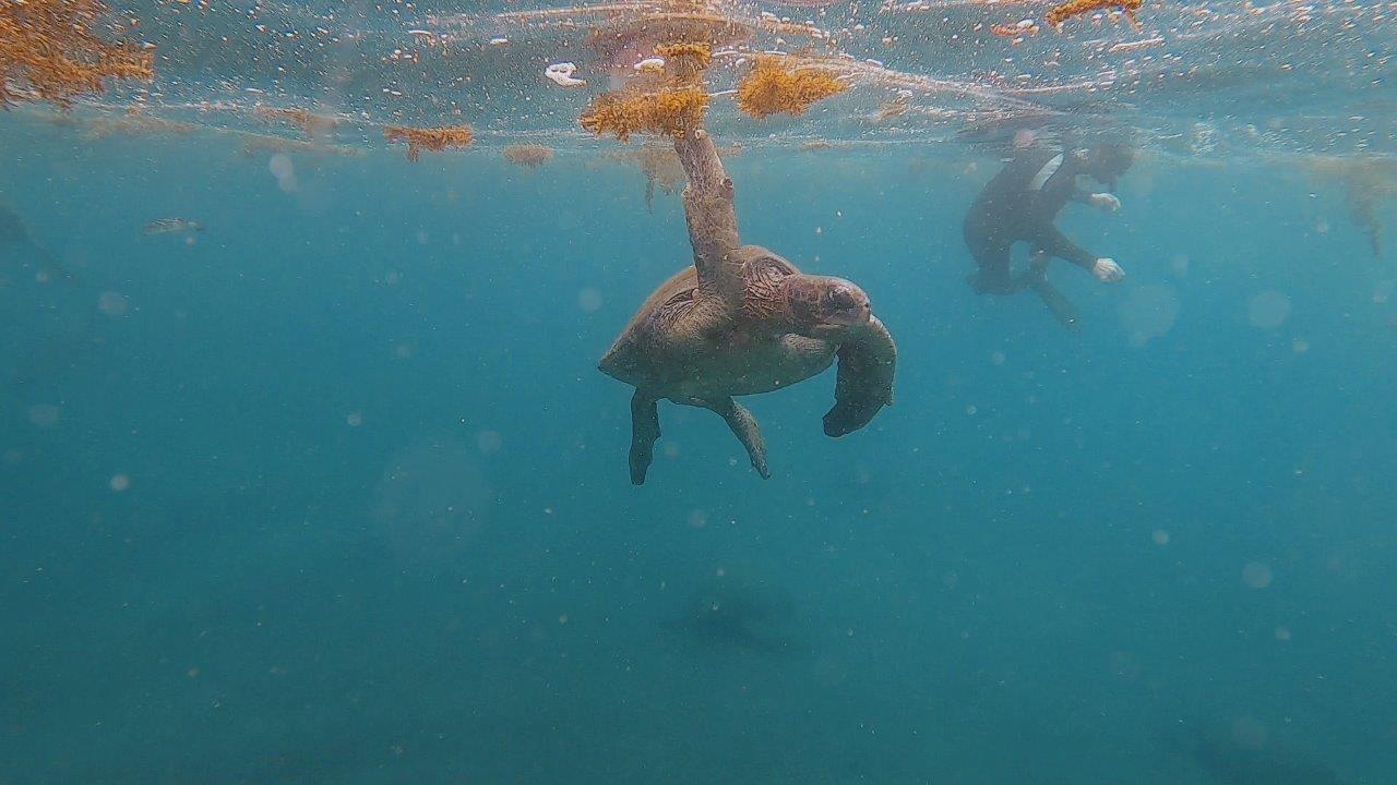 jana meerman turtles snorkelling galapagos (2)