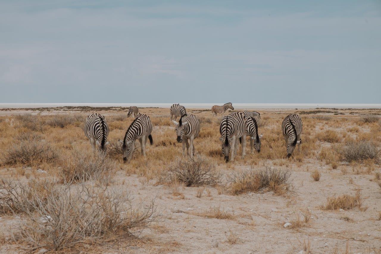 jana meerman etosha national park namibia (11)