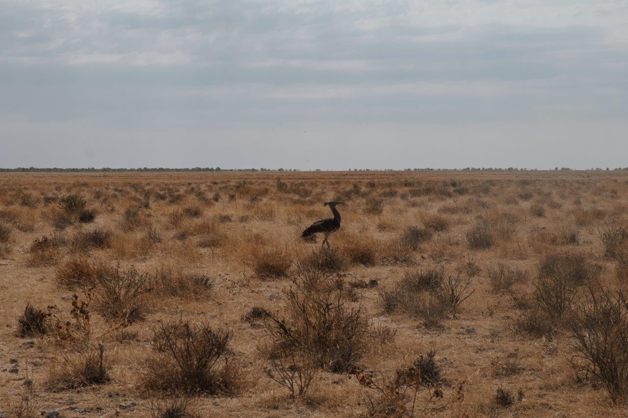 jana meerman etosha national park namibia (22)