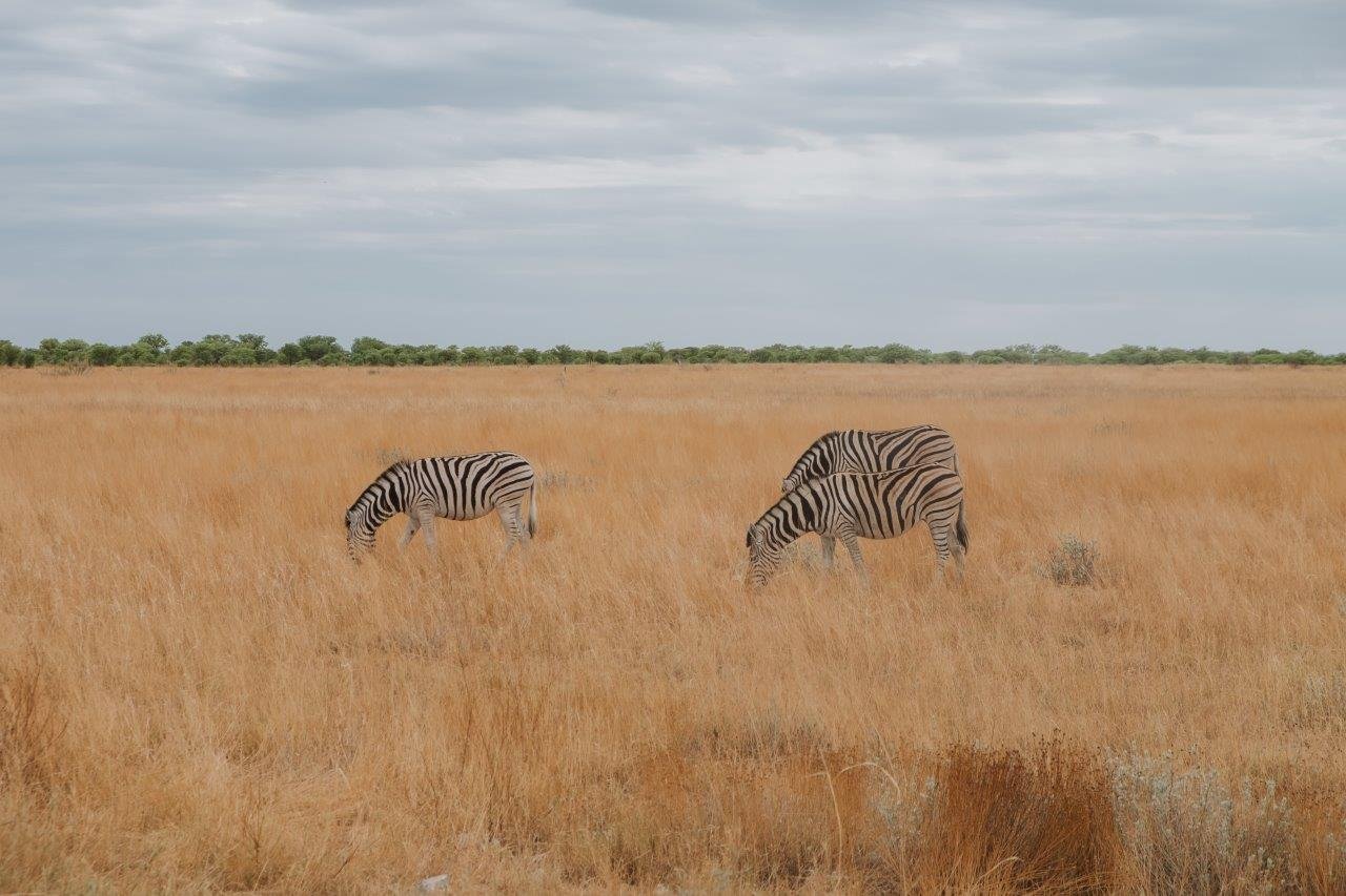 jana meerman etosha national park namibia (33)