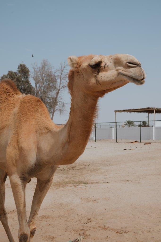 jana meerman camels bahrain (1)