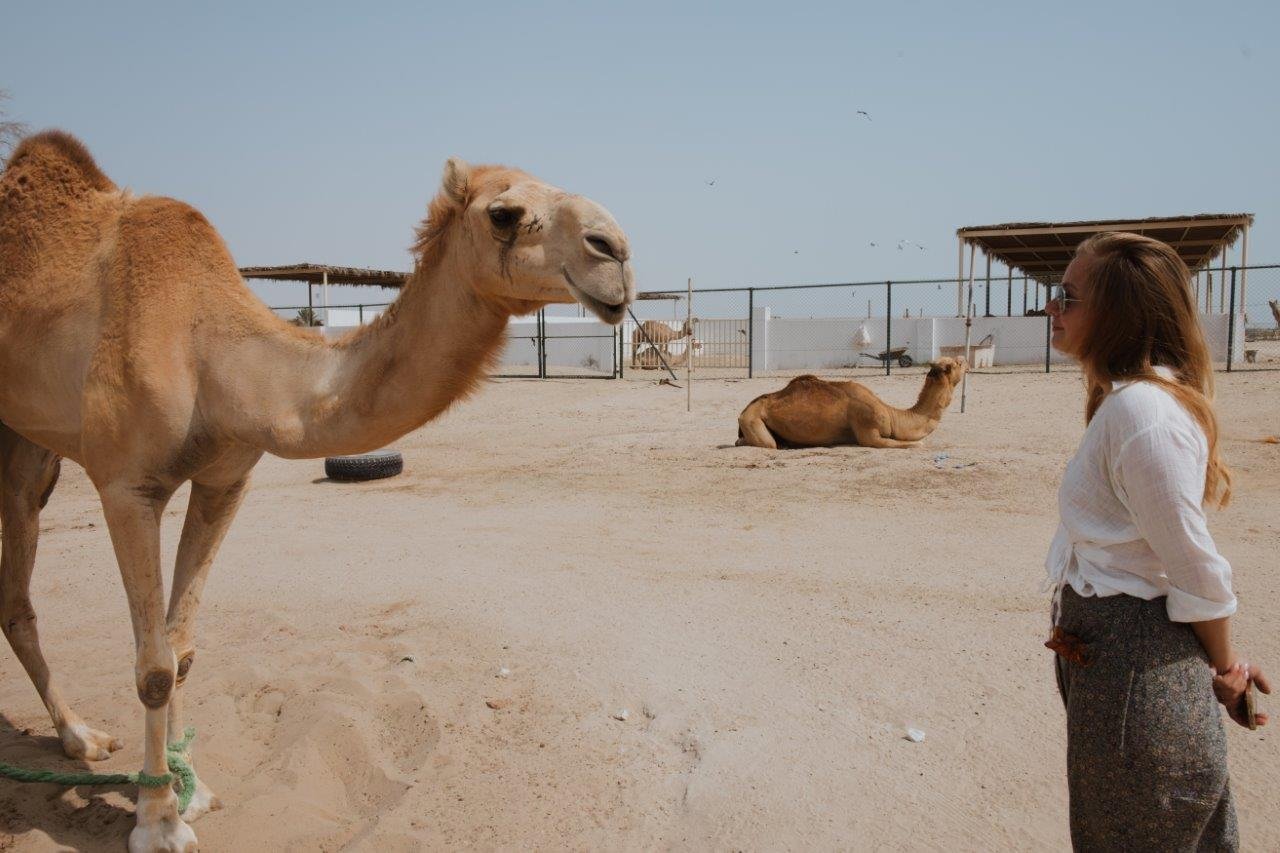jana meerman camels bahrain (1)