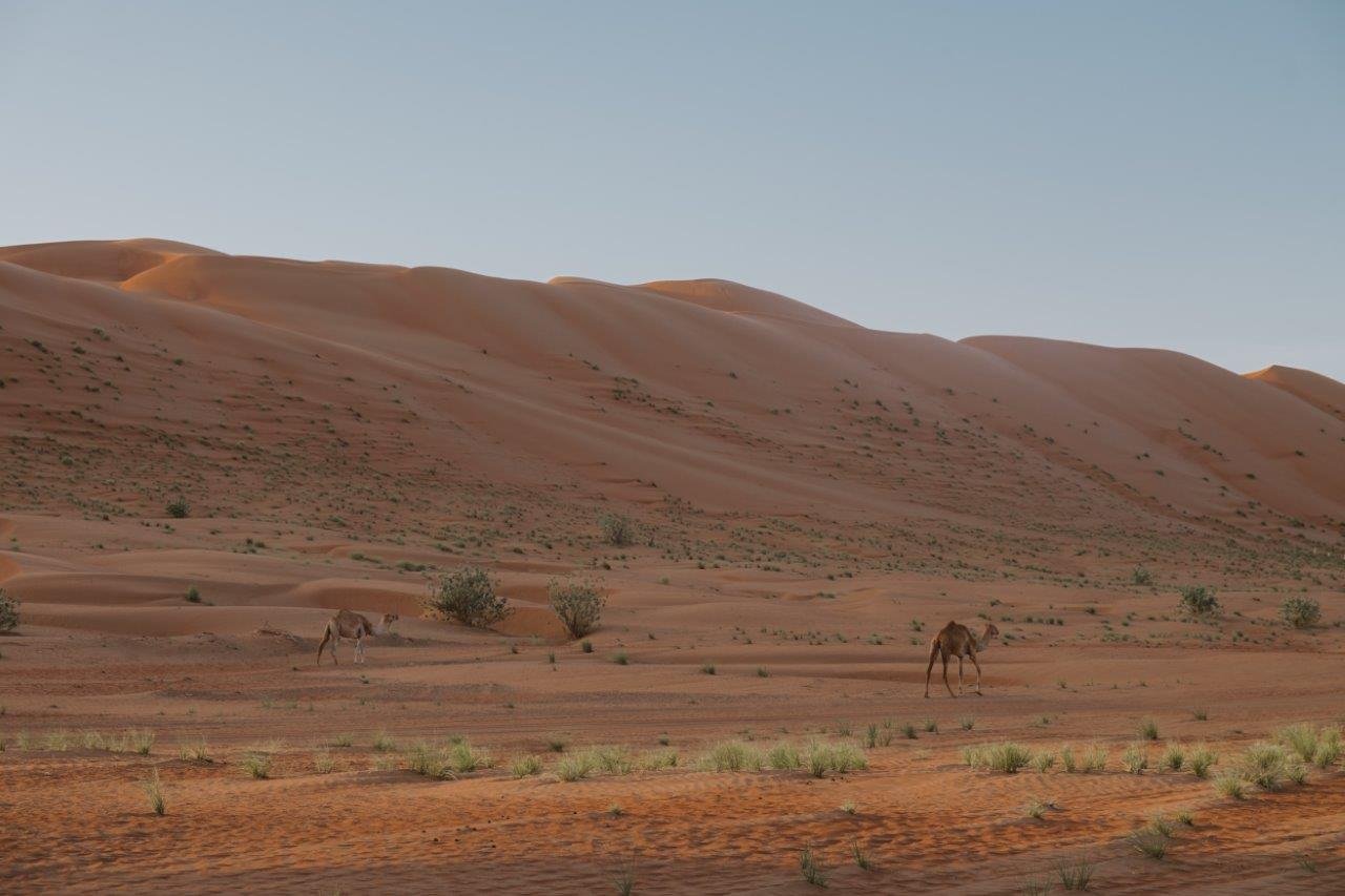 jana meerman camels desert nights camp wahiba sands oman (4)