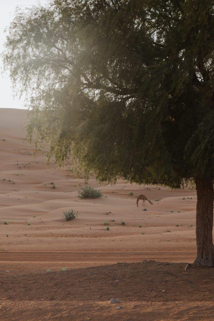 jana meerman camels desert nights camp wahiba sands oman (4)