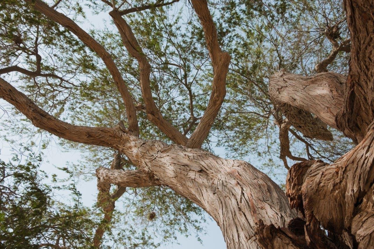 jana meerman tree of life bahrain (1)
