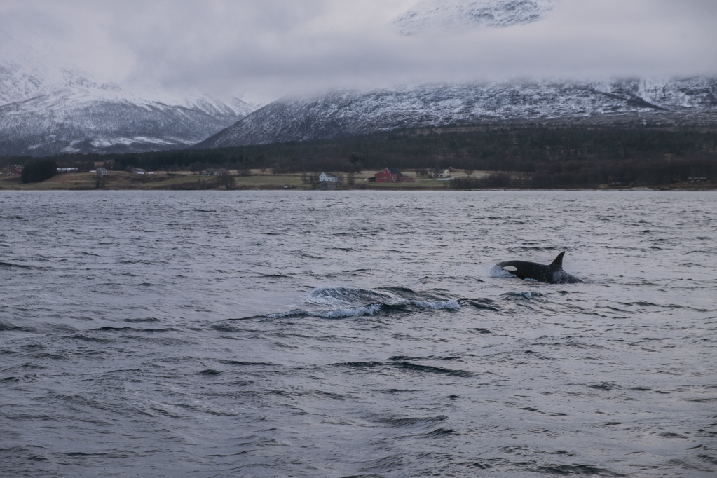 jana meerman tromso fjord arctic whales norway (2)