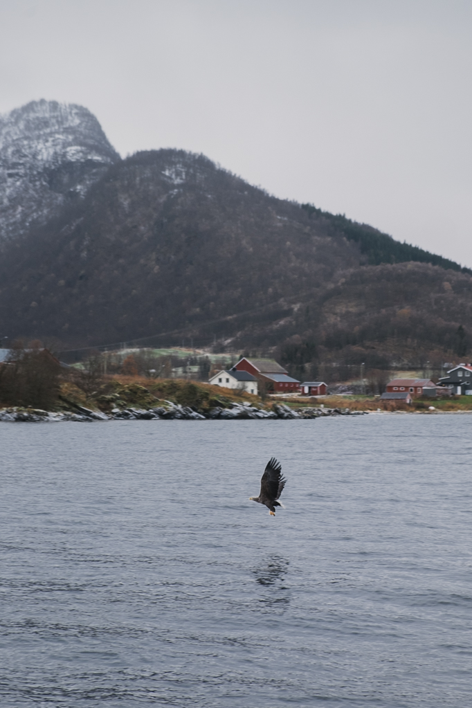 jana meerman tromso fjord cruise (5)