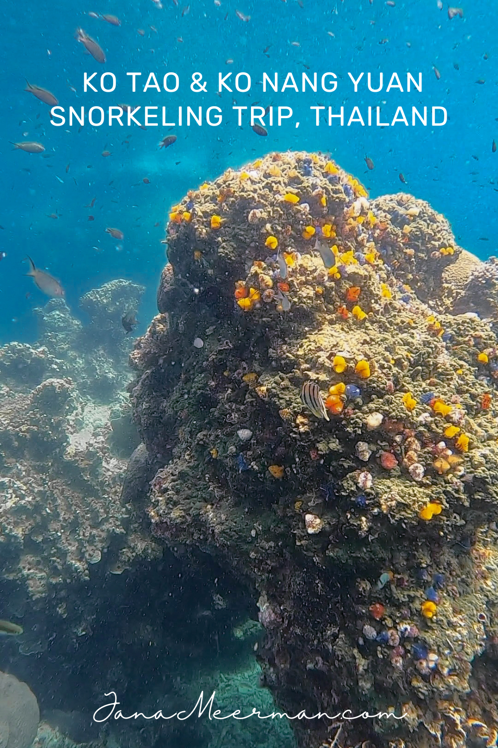 Ko Tao Snorkel