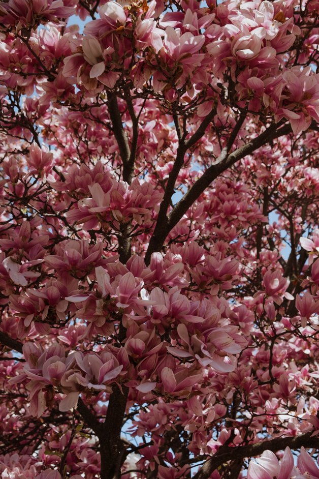 jana meerman magnolias salzburg austria (7)