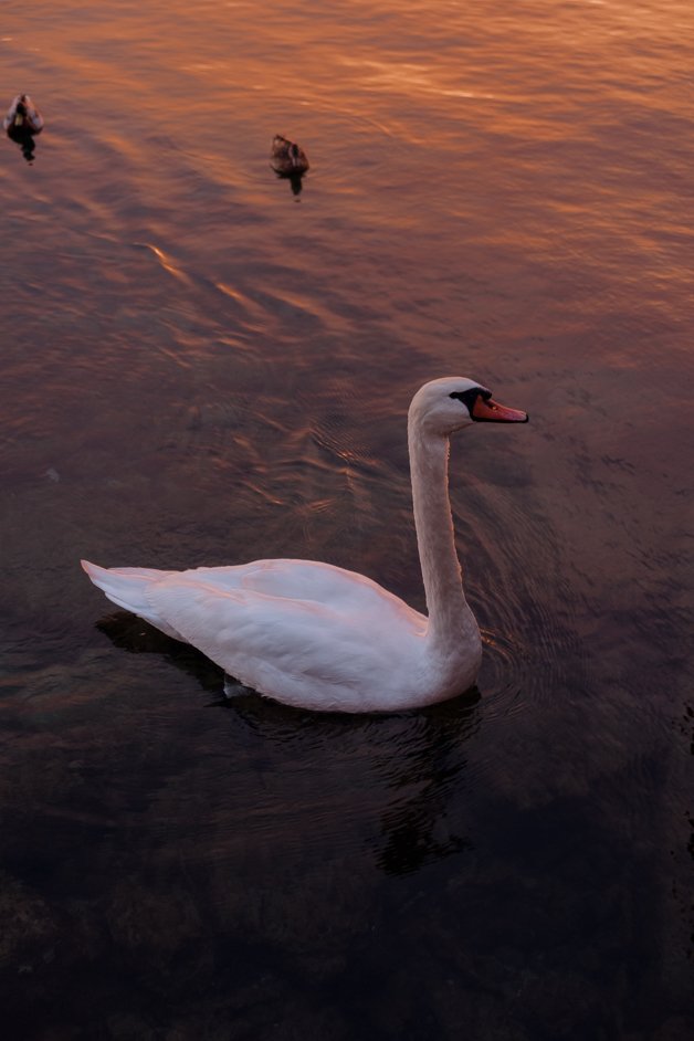 jana meerman malcesine lake garda italy-15