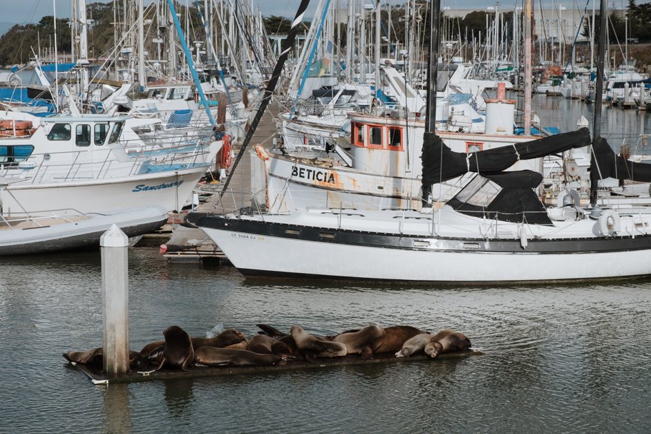 jana meerman moss landing monterey california-22