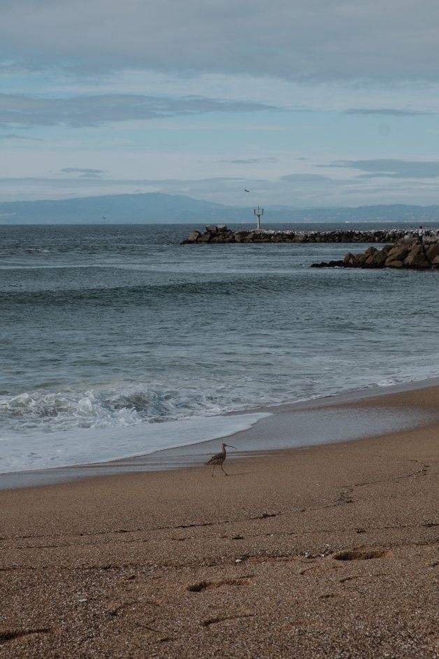 jana meerman moss landing monterey california-22