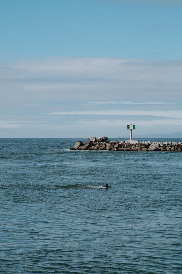 jana meerman moss landing monterey california-22