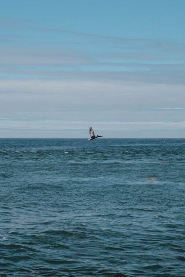 jana meerman moss landing monterey california-22