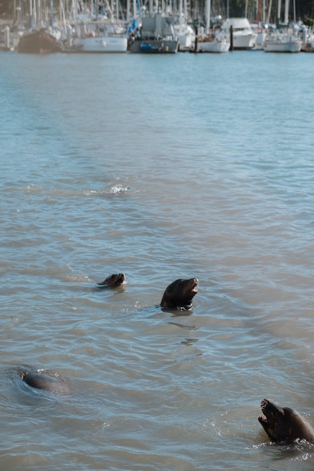 jana meerman moss landing monterey california-22