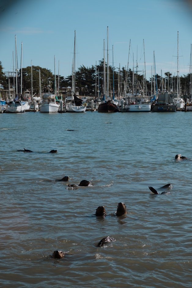 jana meerman moss landing monterey california-22