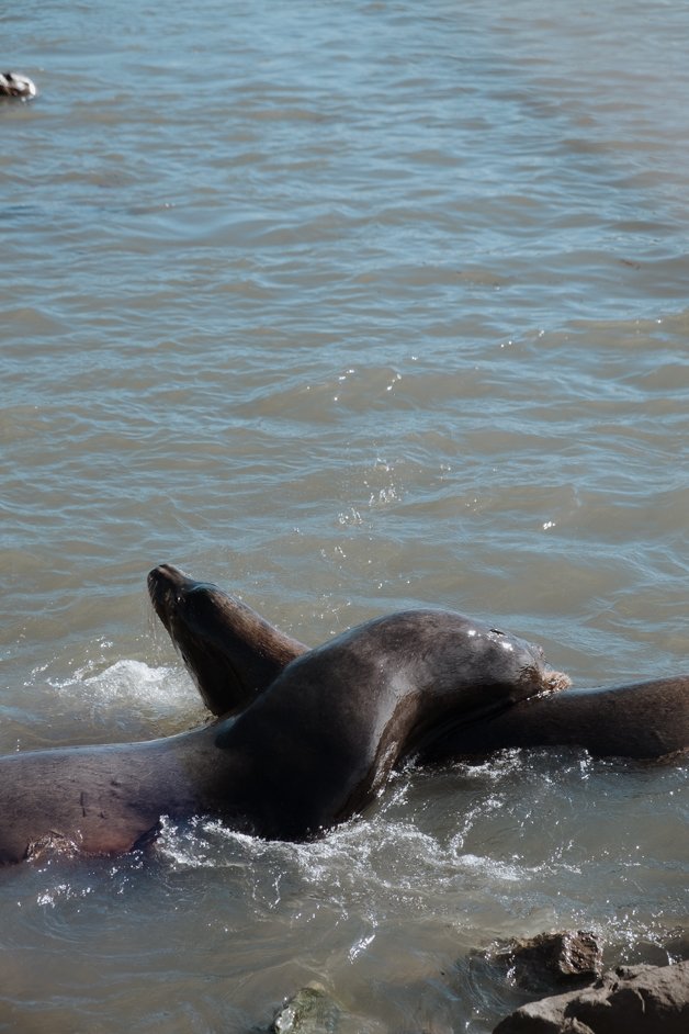 jana meerman moss landing monterey california-22