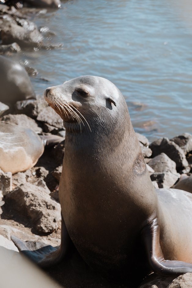 jana meerman moss landing monterey california-22