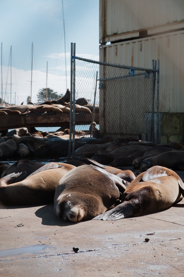 jana meerman moss landing monterey california-22