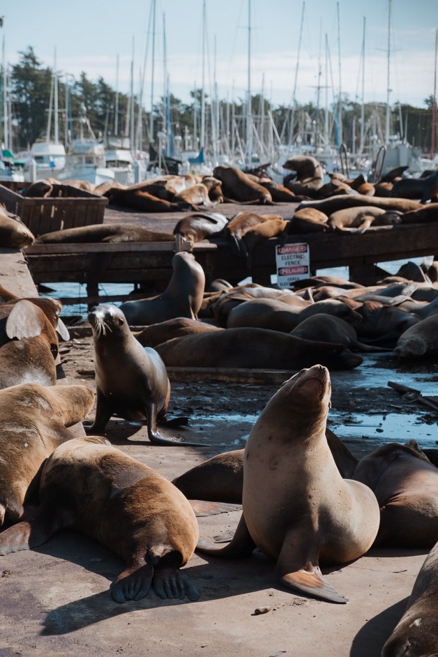 jana meerman moss landing monterey california-22