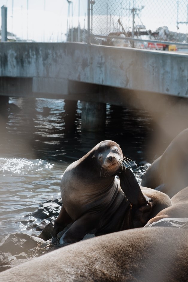 jana meerman moss landing monterey california-22