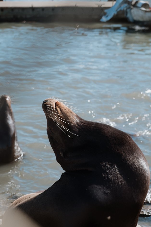 jana meerman moss landing monterey california-22