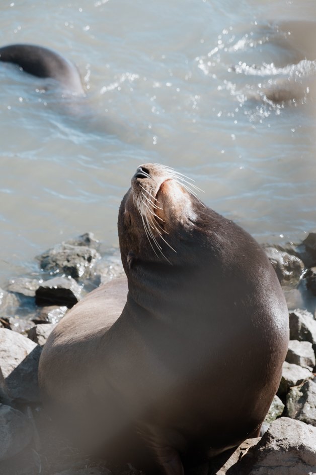 jana meerman moss landing monterey california-22