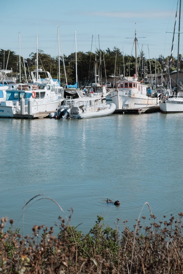 jana meerman moss landing monterey california-22