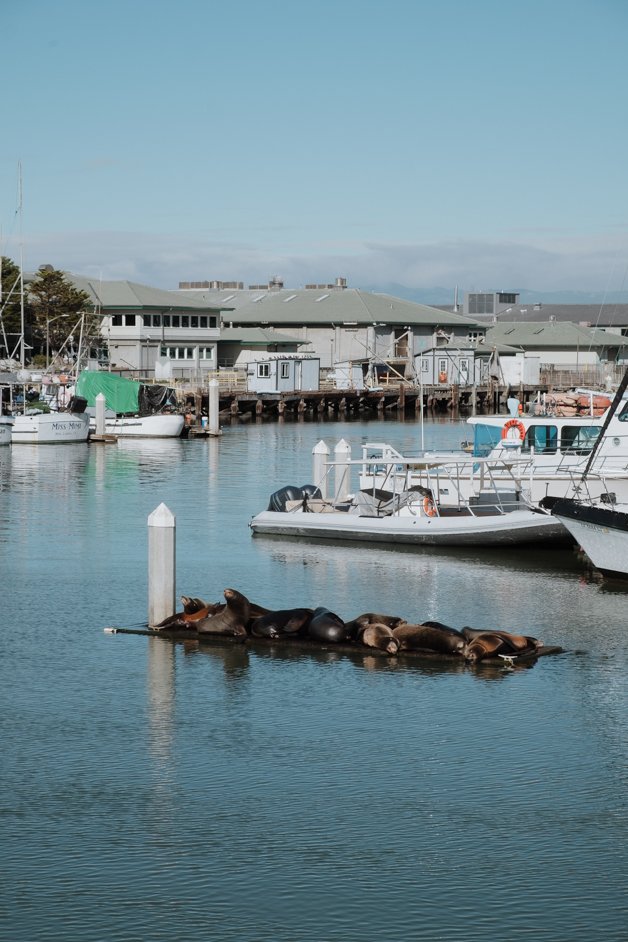 jana meerman moss landing monterey california-22