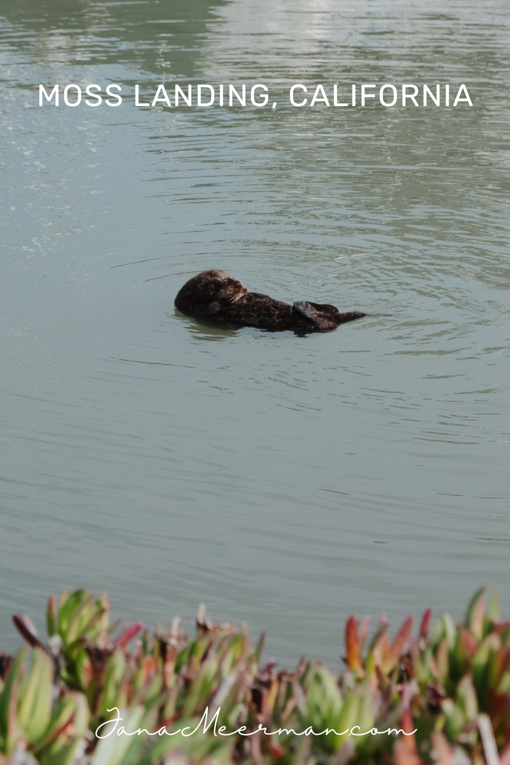 moss landing