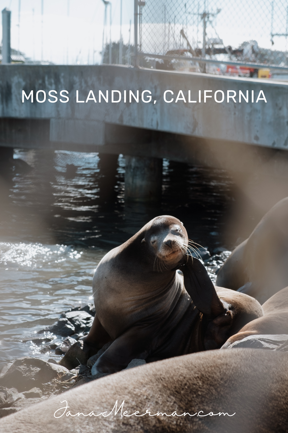 moss landing