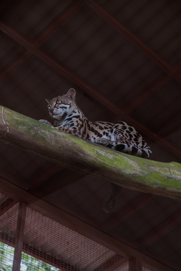 jana meerman jaguar rescue center puerto viejo costa rica-19