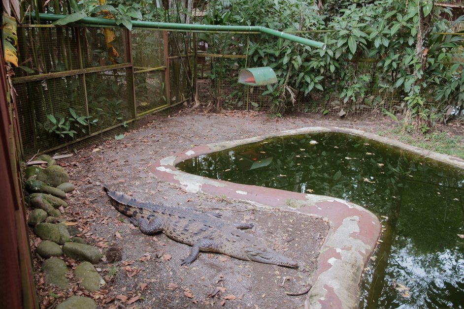 jana meerman jaguar rescue center puerto viejo costa rica-19