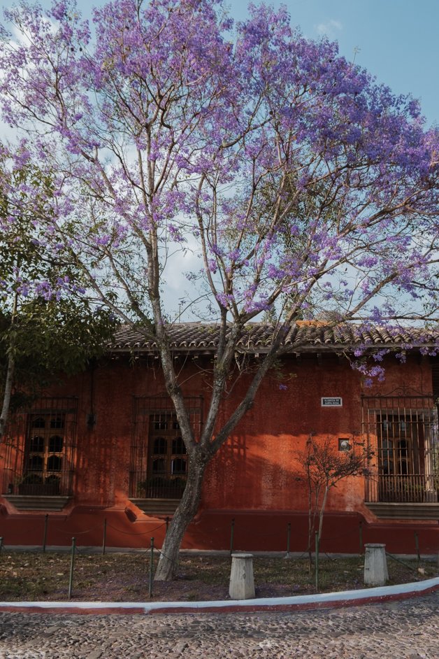jana meerman antigua guatemala (6)