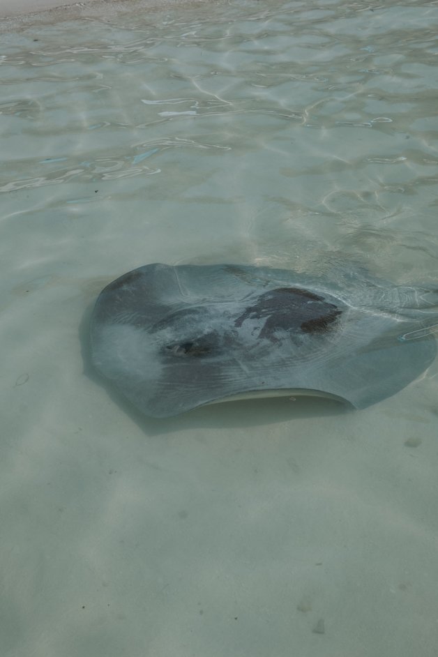 jana meerman caye caulker belize-114