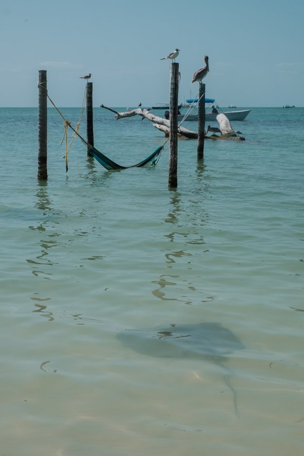 jana meerman caye caulker belize-114