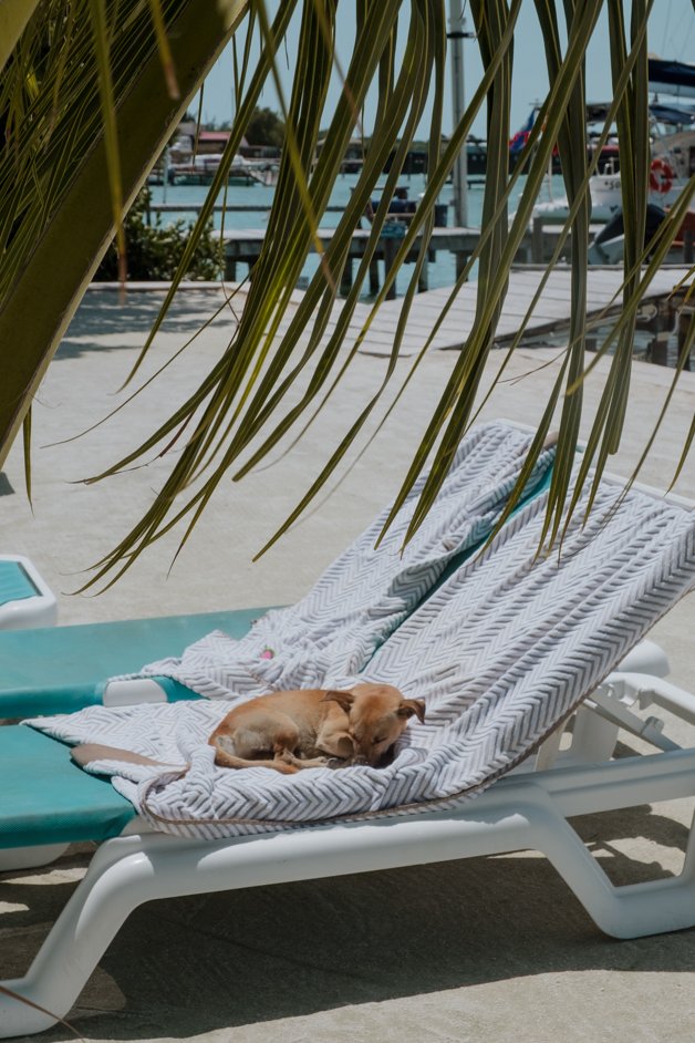 jana meerman caye caulker belize-114