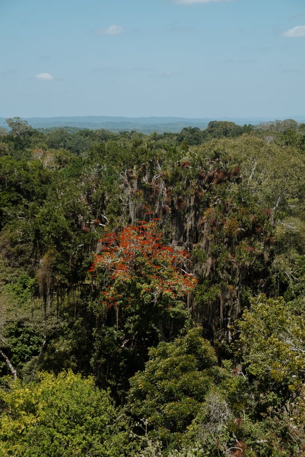jana meerman tikal mayan ruins flores guatemala-53