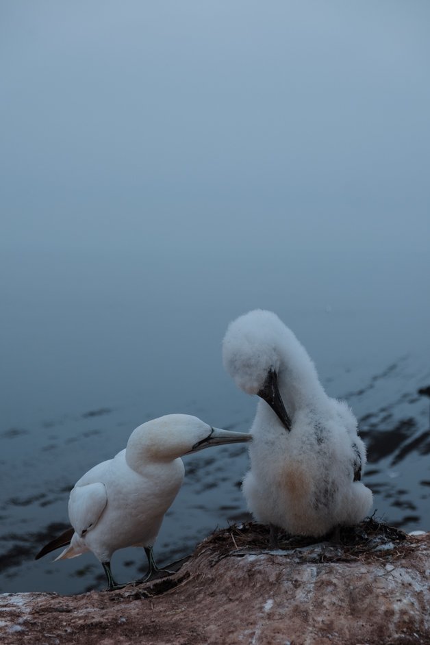 jana meerman helgoland germany-109