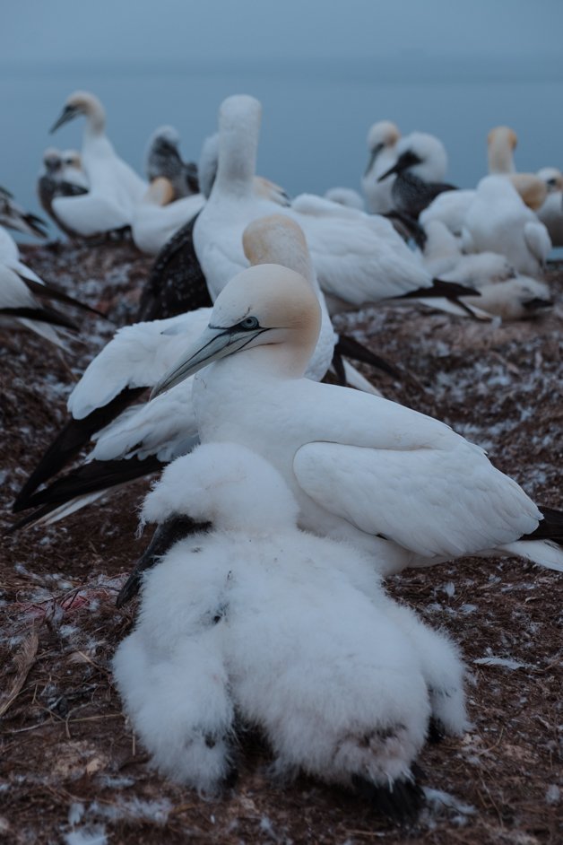 jana meerman helgoland germany-109