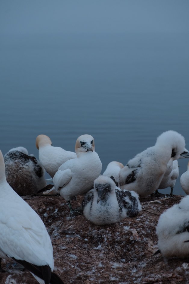 jana meerman helgoland germany-109