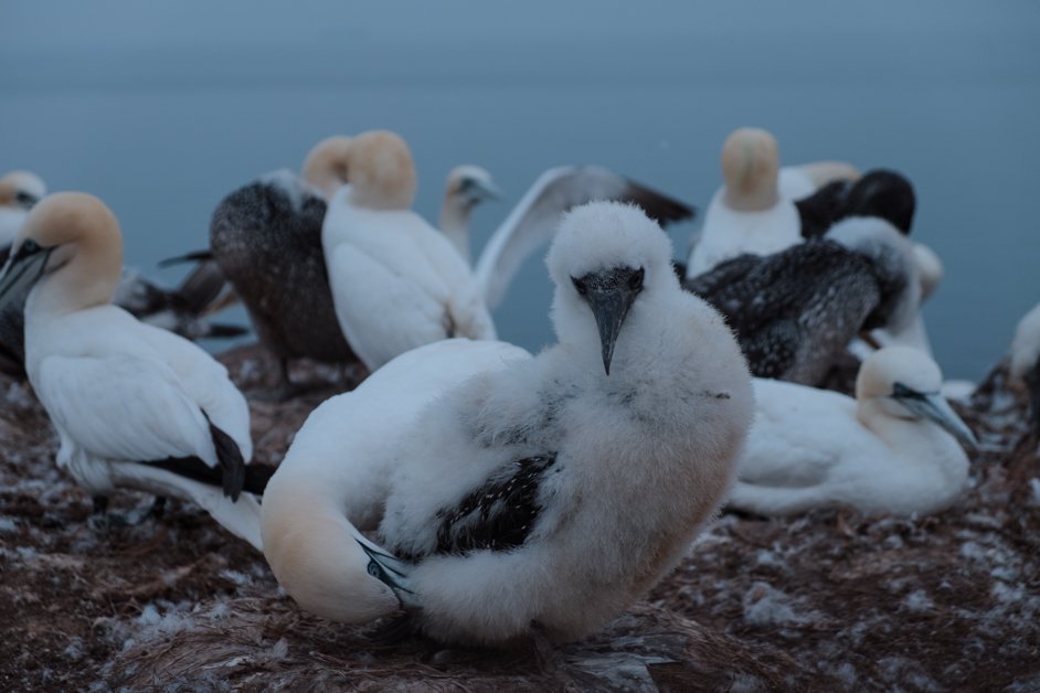 jana meerman helgoland germany-109