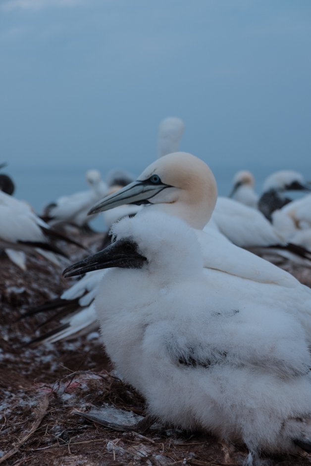 jana meerman helgoland germany-109