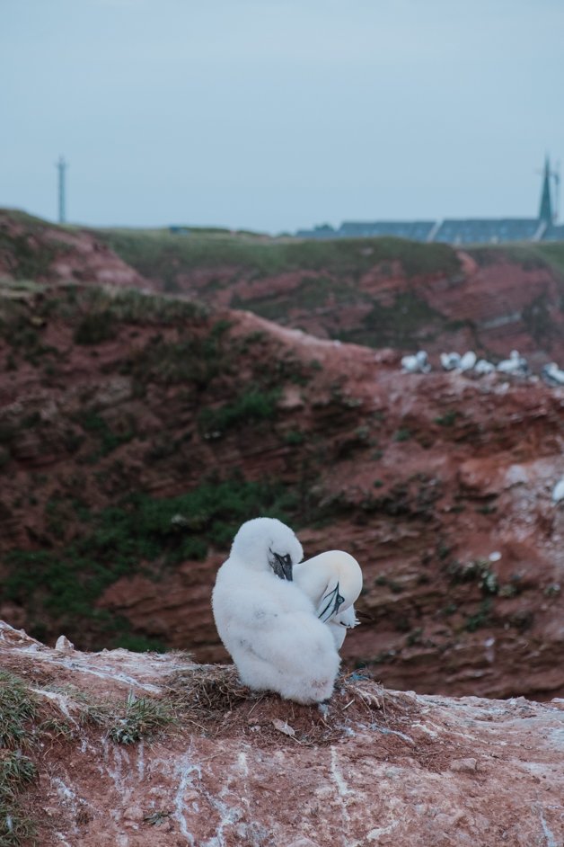 jana meerman helgoland germany-109