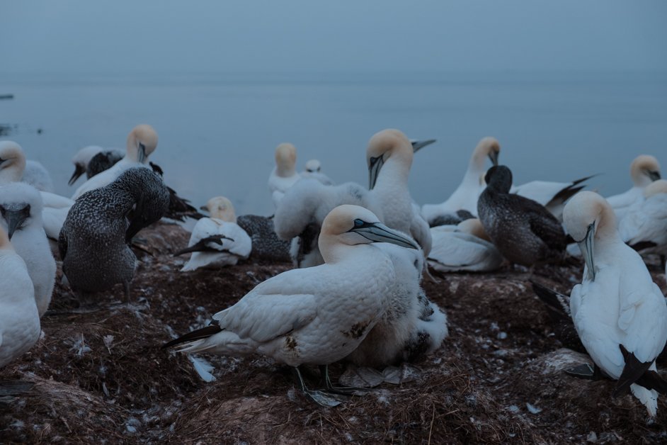 jana meerman helgoland germany-109