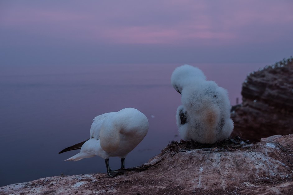 jana meerman helgoland germany-051