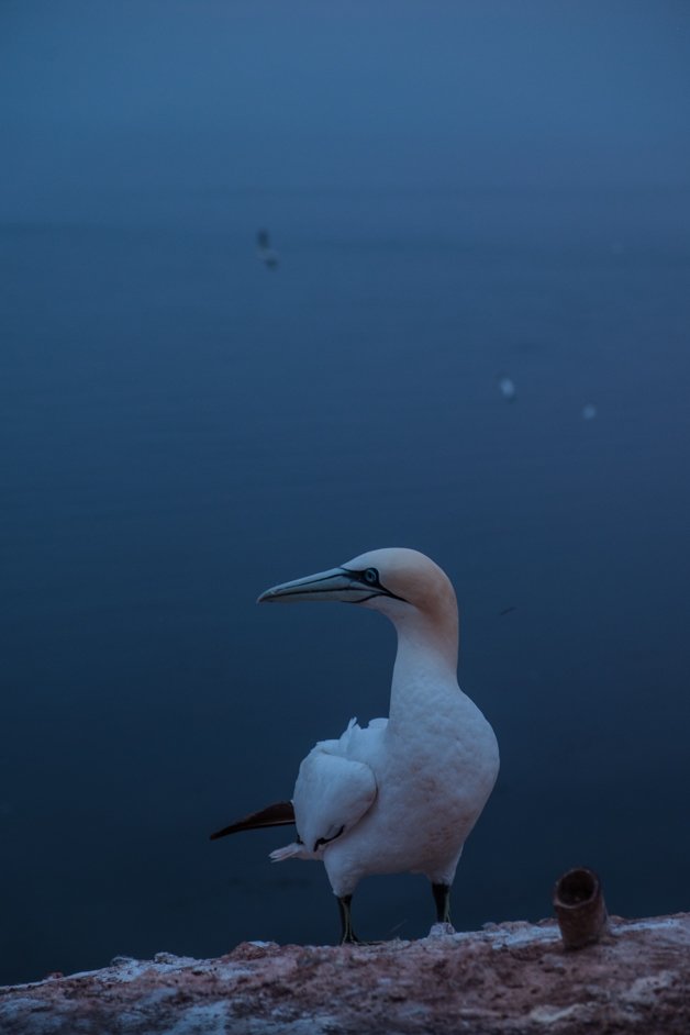 jana meerman helgoland germany-109