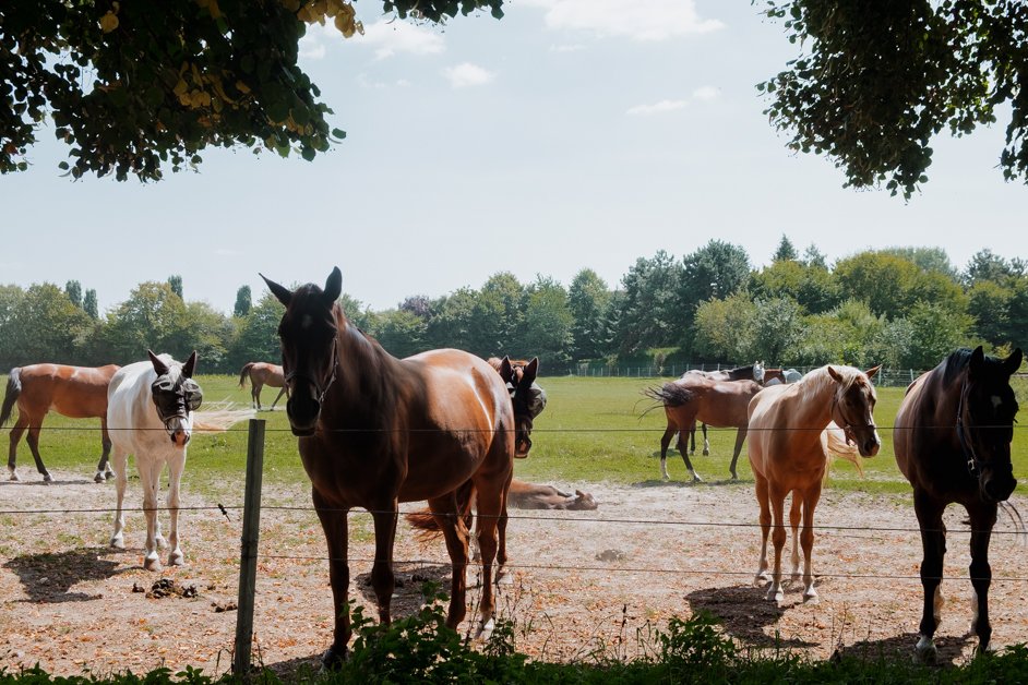 jana meerman horses burg stammeln germany-7