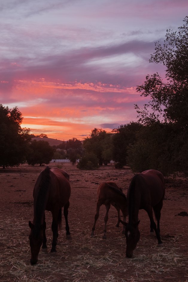 jana meerman california-19